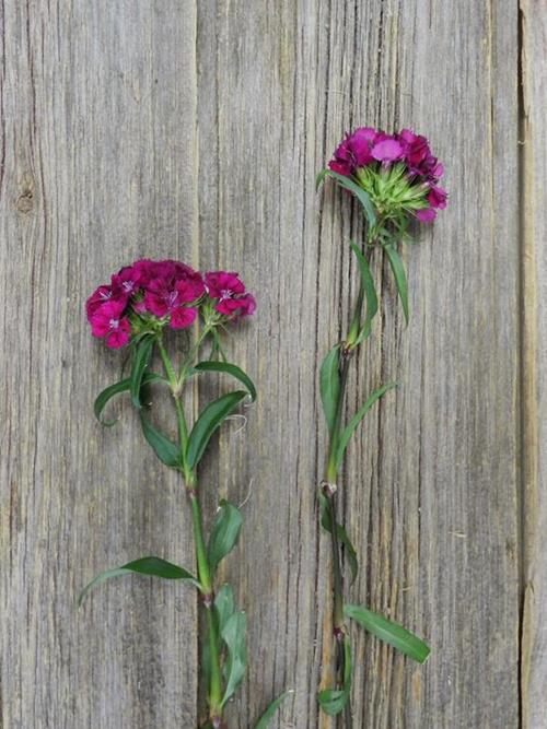 GYPSY PURPLE DIANTHUS